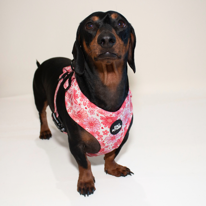 Elly's Flower Power: Adjustable Harness